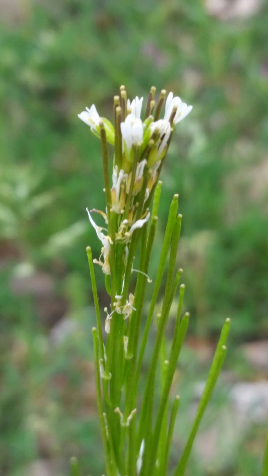 Arabis sagittata / Arabetta saettata